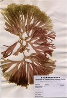 藏品(扇形囊膜藻)的圖片